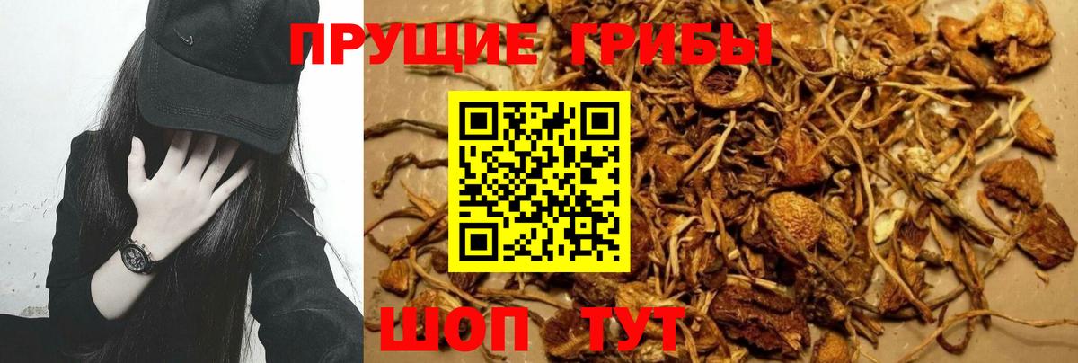 Псилоцибиновые грибы Cubensis Наро-Фоминск